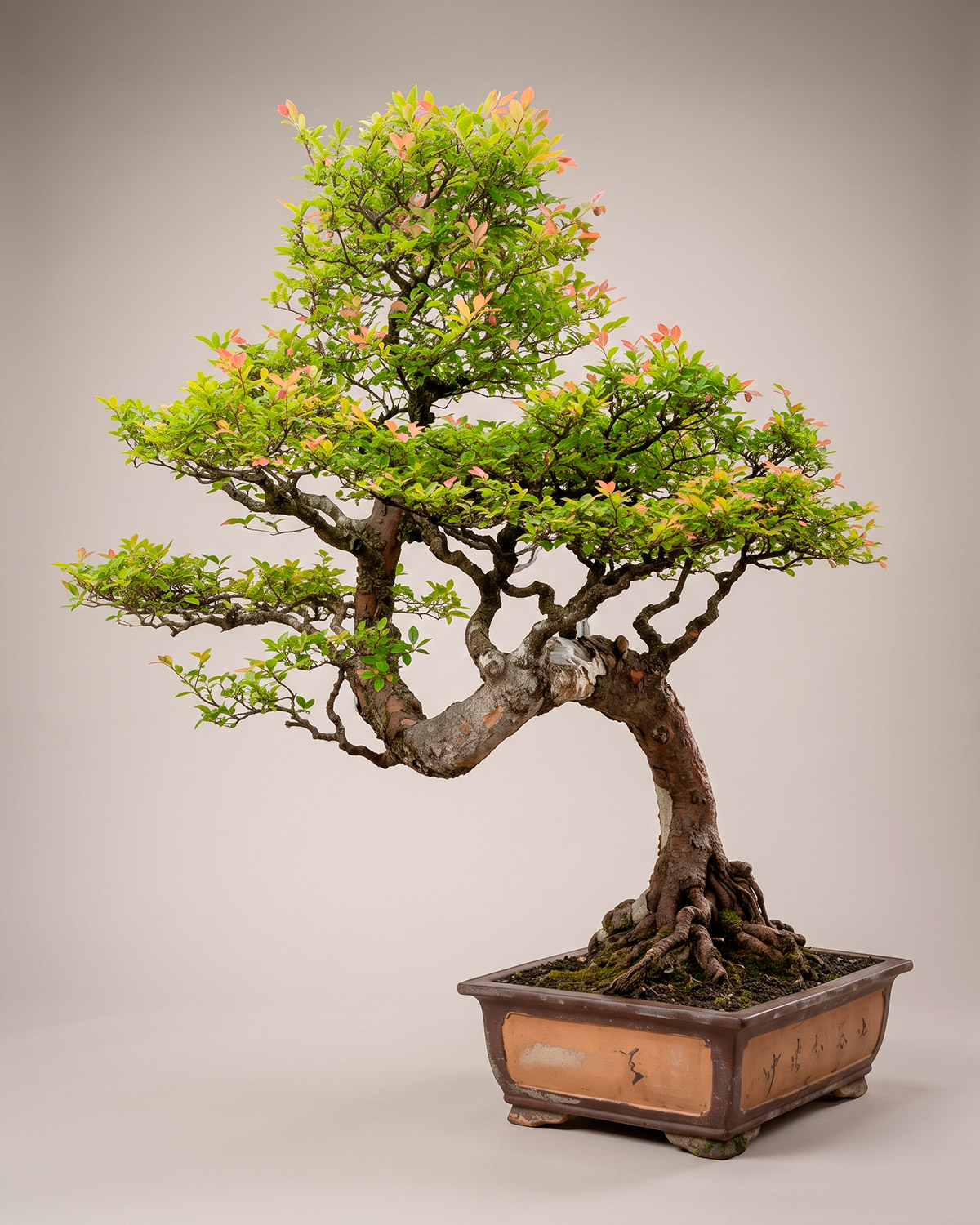 Olmo chino (Ulmus parvifolia) en estilo moyogi
