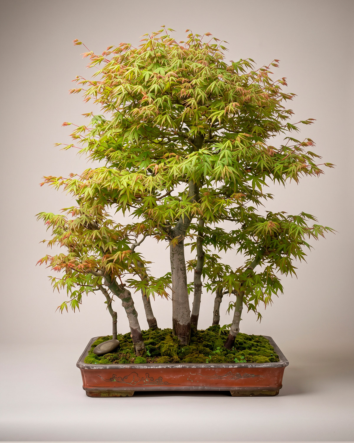 Bosque de arces japoneses (Acer palmatum) en estilo yose-ue