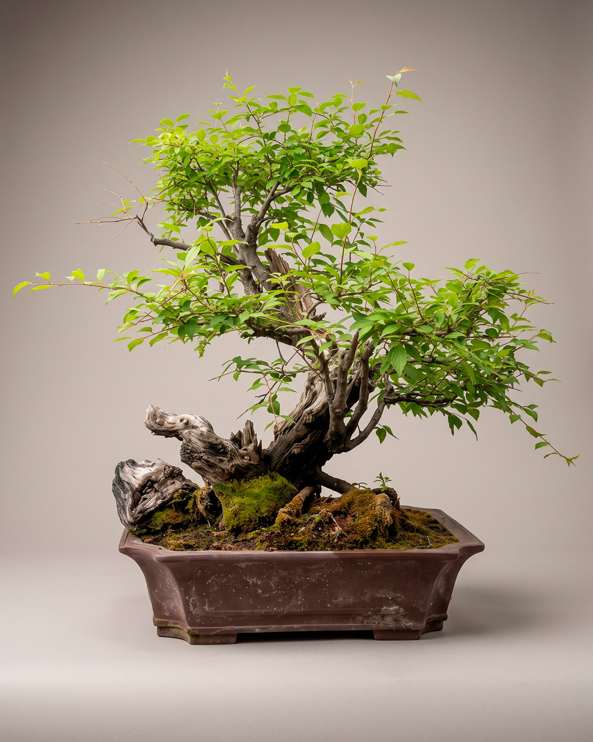 Carpe coreano (Carpinus turczaninowii) en estilo shakan con shari