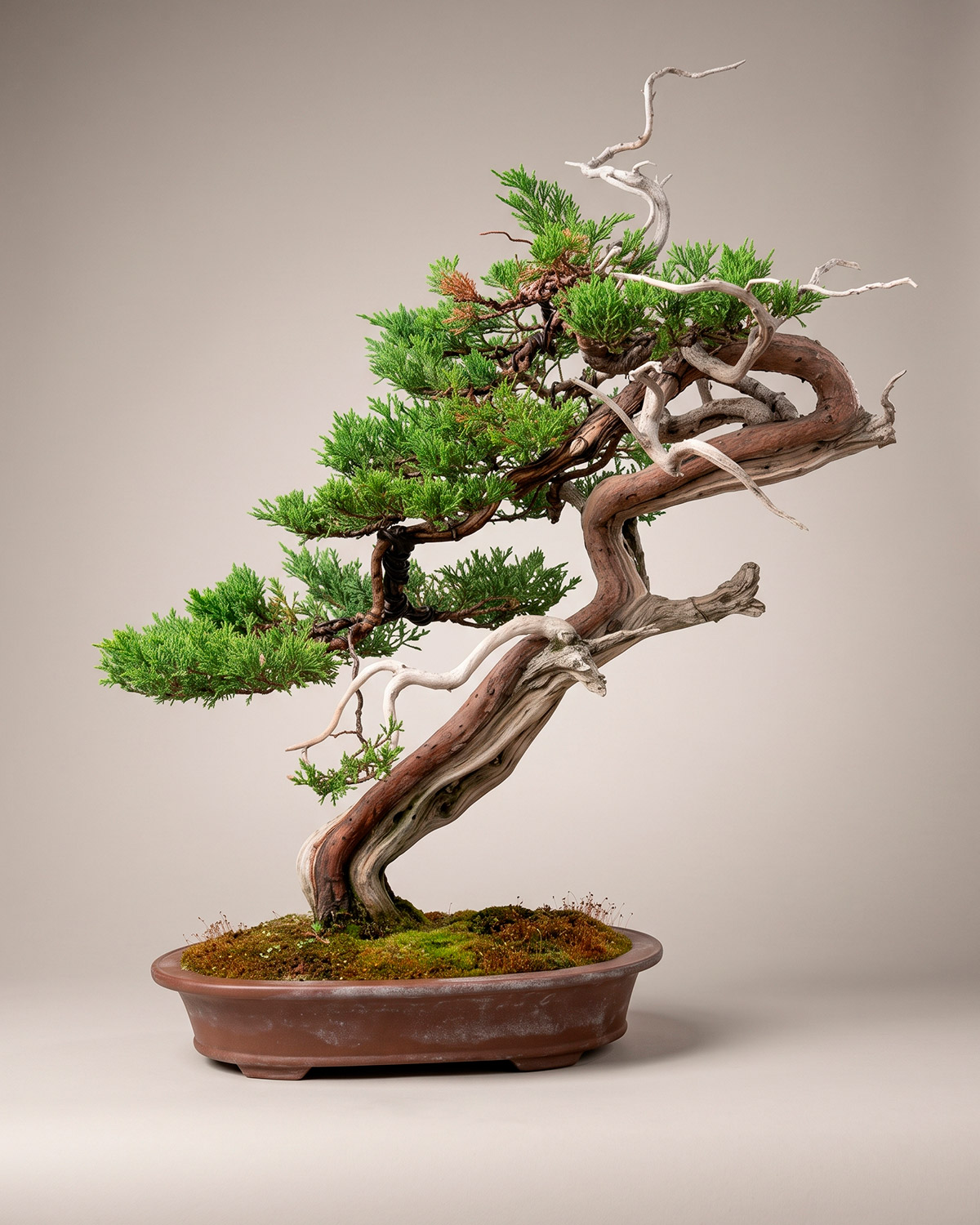 Junípero shimpaku (Juniperus chinensis) en estilo shakan con jin y shari